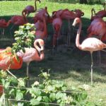 Flamingos Zoo Köln 2