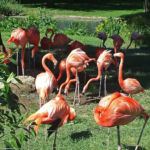 Flamingos Zoo Köln