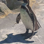 Pinguin Zoo Köln
