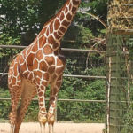 Girafffe Zoo Köln
