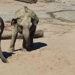 Elefanten Zoo Köln 2