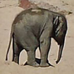 Elefanten Zoo Köln 3