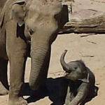 Elefanten Zoo Köln 4